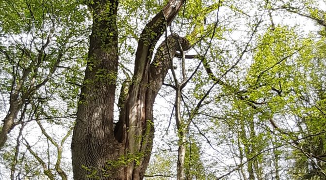 Ordinationszeiten der Andritzer Hausärzt:innen